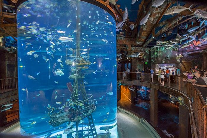 Wonders of Wildlife National Museum & Aquarium 5 Wonders of Wildlife National Museum & Aquarium 5